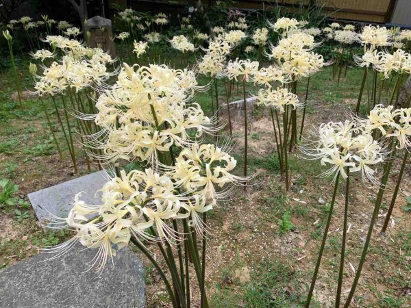 珍しい白い彼岸花 野町にある 香林寺 で白い彼岸花が見頃に ライトアップも開催中 9月17日 25日 金沢デイズ 石川県金沢市の地域情報サイト