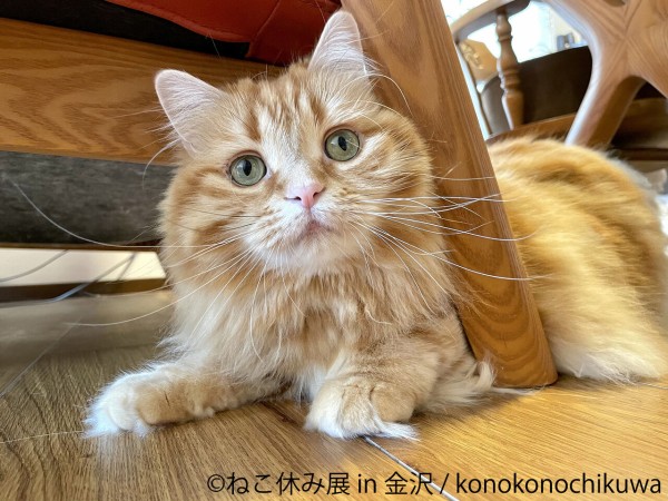 金沢初上陸 猫の世界に癒される ここでしか買えない限定猫グッズも 金沢21世紀美術館 で猫の合同写真展 ねこ休み展 In 金沢 開催 7月21日 8月1日 金沢デイズ 石川県金沢市の地域情報サイト