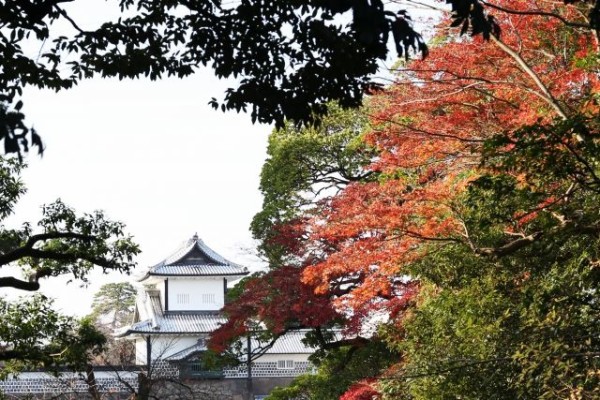 金沢の秋を満喫 もみじカフェ もみじクラフトフェア など秋らしいイベント満載 しいのき緑地 で 百万石まちなかめぐりもみじ19 開催 11月2日 3日 金沢デイズ 石川県金沢市の地域情報サイト