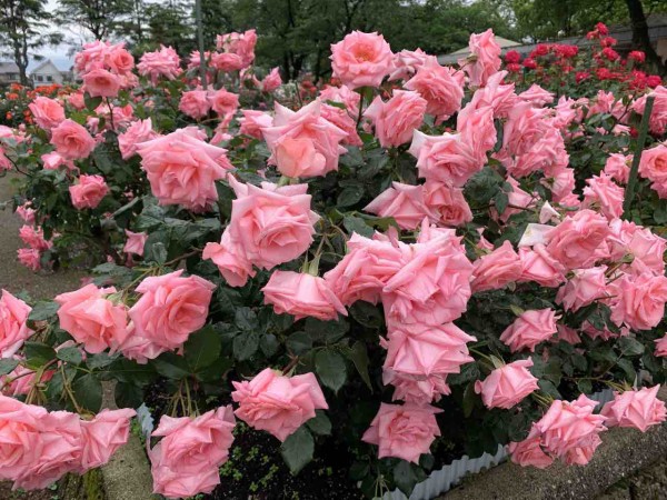 バラが見頃に 145品種1 800本のバラが咲き誇る 金沢南総合運動公園 にある バラ園 行ってみた 5月19日撮影 金沢デイズ 石川県 金沢市の地域情報サイト