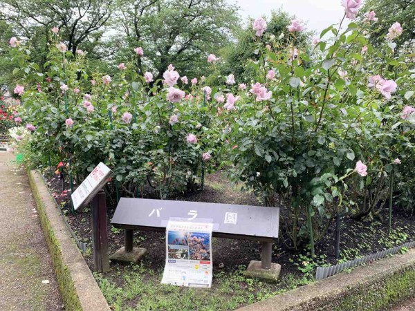 バラが見頃に 145品種1 800本のバラが咲き誇る 金沢南総合運動公園 にある バラ園 行ってみた 5月19日撮影 金沢デイズ 石川県金沢市の地域情報サイト