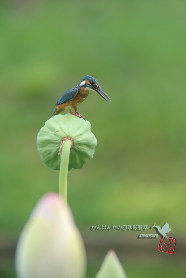 懐かしシリーズ13 かんばんやの四季彩翡翠