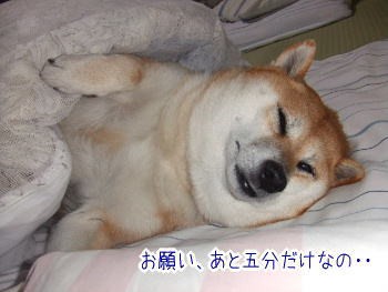 メリハリ熊 柴犬カンチの足跡日記