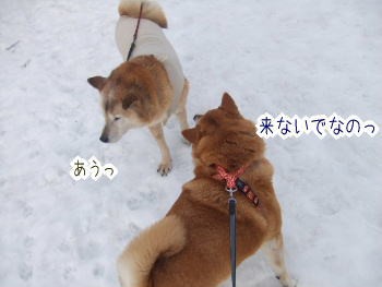 カンちゃんがとっても悪い子だった日 柴犬カンチの足跡日記