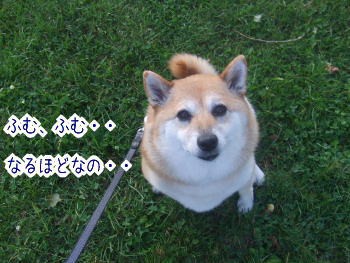 同時通訳犬 カン子 柴犬カンチの足跡日記