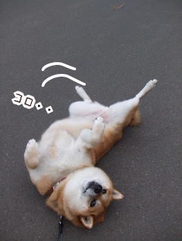 犬生 達磨のごとし 柴犬カンチの足跡日記