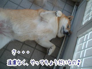 抜けるよ 抜ける どこまでも 柴犬カンチの足跡日記