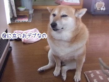 おデブの利点 柴犬カンチの足跡日記