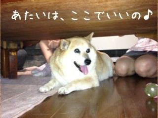 お笑い担当犬 柴犬カンチの足跡日記