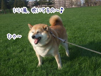 丘の上のフグ 柴犬カンチの足跡日記