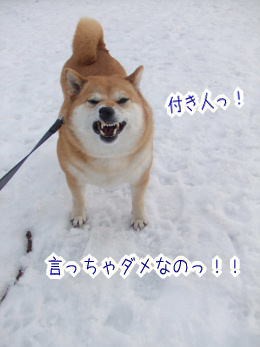 カンちゃんがとっても悪い子だった日 柴犬カンチの足跡日記