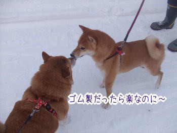 おデブの利点 柴犬カンチの足跡日記