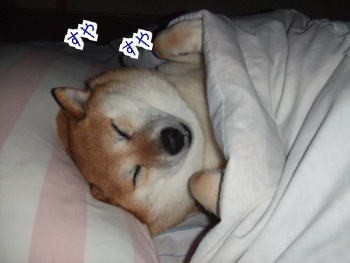 実の親より育てのおかさん 柴犬カンチの足跡日記