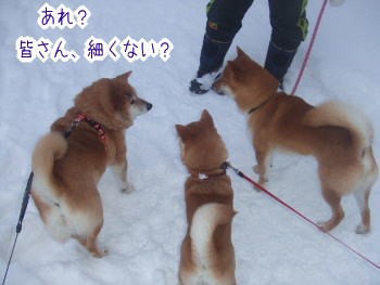 おデブの利点 柴犬カンチの足跡日記