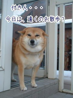 すべてのカタログ 優雅 柴犬 かわいく ない