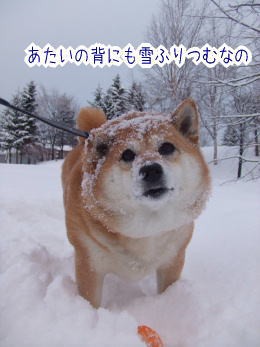 泣ける話 柴犬カンチの足跡日記 泣ける話 柴犬カンチの足跡日記