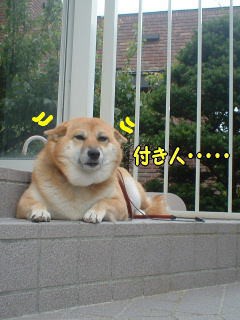 お土産 プリーズ 柴犬カンチの足跡日記