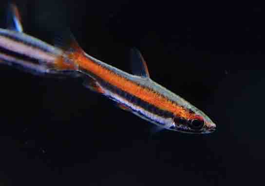 3月16日(土)熱帯魚入荷情報 : かねだい足立店ブログ