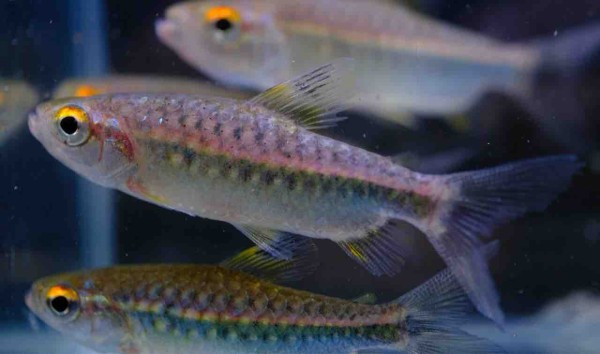 12月29日(金)熱帯魚入荷情報🌟 : かねだい足立店ブログ