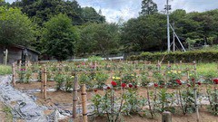 FullSizeRender