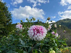 IMG_6033