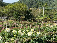 IMG_5465