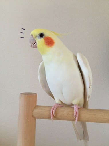 オカメインコの可愛い姿に思わず写真撮影する飼い主 マルといっしょ Powered By ライブドアブログ