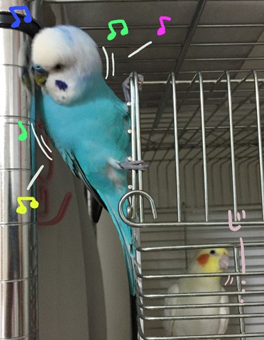 超マイペースなセキセイインコ チビ太 マルといっしょ Powered By ライブドアブログ