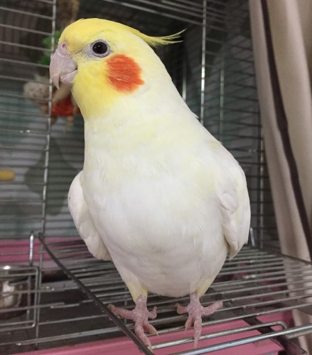 実はオカメインコのルチノーの目は赤いんだよ！ : マルと