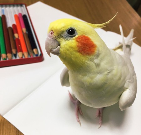 絵のように可愛いオカメインコ マルといっしょ Powered By ライブドアブログ