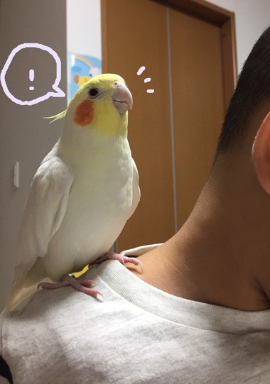 むすこの事が大好きなオカメインコのマル マルといっしょ Powered By ライブドアブログ