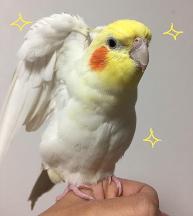 天使の羽根があらわれる瞬間 マルといっしょ Powered By ライブドアブログ