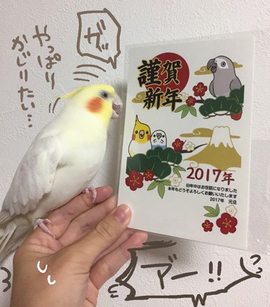 マルといっしょの年賀状を見たマルの反応は マルといっしょ Powered By ライブドアブログ