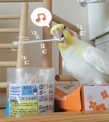 大体のオカメインコが好きな遊び マルといっしょ Powered By ライブドアブログ