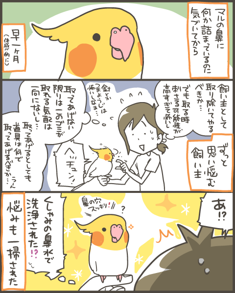 オカメインコの鼻に付着した不要物について マルといっしょ Powered By ライブドアブログ