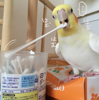 大体のオカメインコが好きな遊び！ : マルといっしょ Powered by