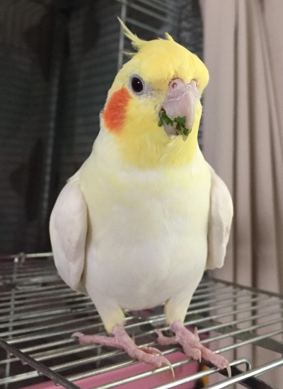 青菜を食べた後のオカメインコ マルといっしょ Powered By ライブドアブログ