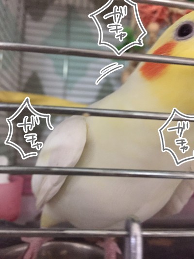 自己解決するオカメインコ : マルといっしょ Powered by