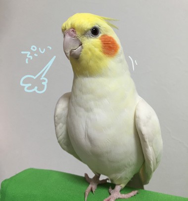 mitsuくうまる🐤🐦🦫 on X: 