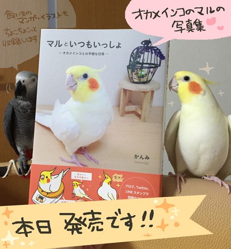 オカメインコのマルの初写真集 本日発売です マルといっしょ Powered By ライブドアブログ