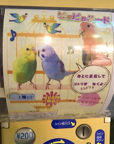 インコ好きがホイホイされたガチャガチャ : マルといっしょ Powered by