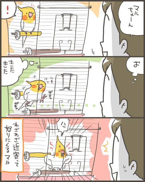 懐いていると見せかけて脅しをかけてくる鳥 マルといっしょ Powered By ライブドアブログ