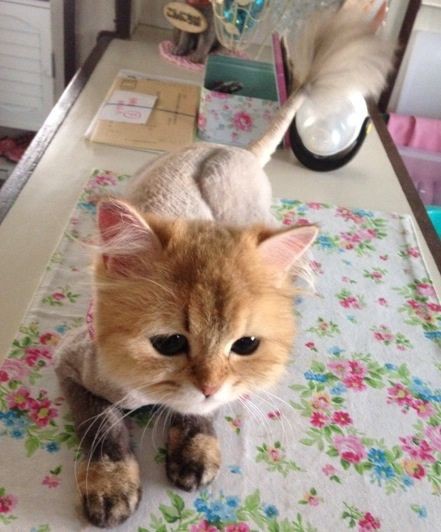 かのん七変幻 かのんがのん 犬猫兎のにぎやかな日々