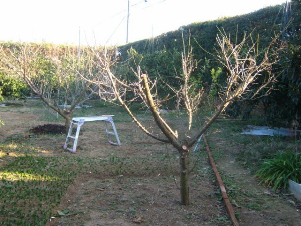 梅をバッサリ は た け 日和