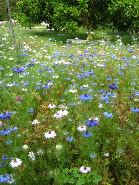 ニゲラの花咲く頃 は た け 日和