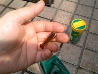 ザリガニ飼育 1年 つまらんブログ