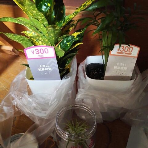 ダイソーの観葉植物 買って見た つまらんブログ