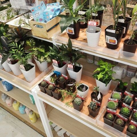 ダイソーの観葉植物 買って見た つまらんブログ