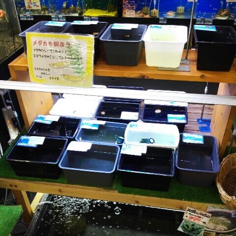 コーナン 八尾 ペットコーナーでか つまらんブログ