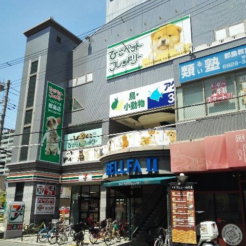 ひごペット ベルファ 都島店 つまらんブログ ひごペット ベルファ 都島店 つまらんブログ